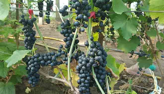 Сбор винограда Черный Жемчуг