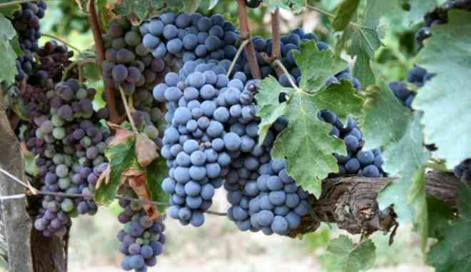 Виноград Первенец Амура: описание сорта, правила выращивания, отзывысадоводов