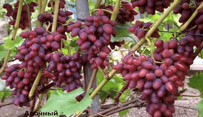 Сбор урожая винограда Арочный