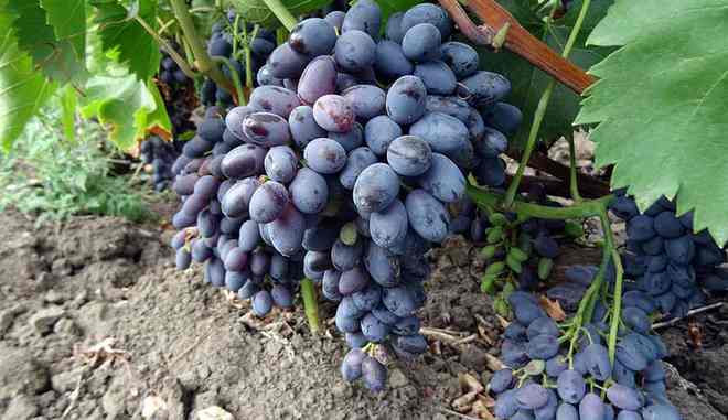 Урожай винограда Декабрьский