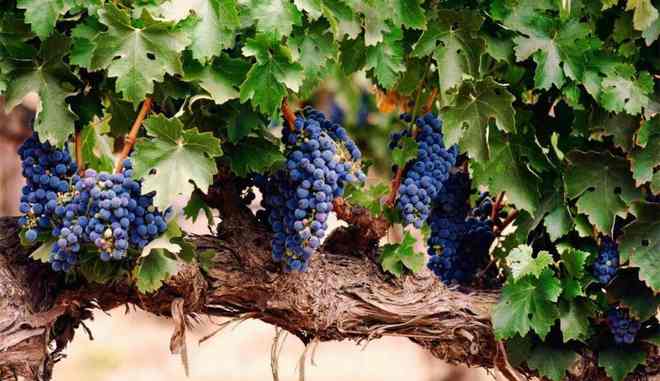 Сбор винограда Мукузани