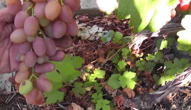 Урожай винограда Симпатия