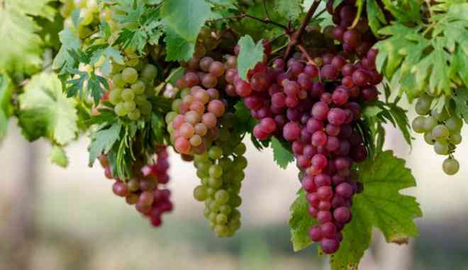Урожай винограда Амирхан