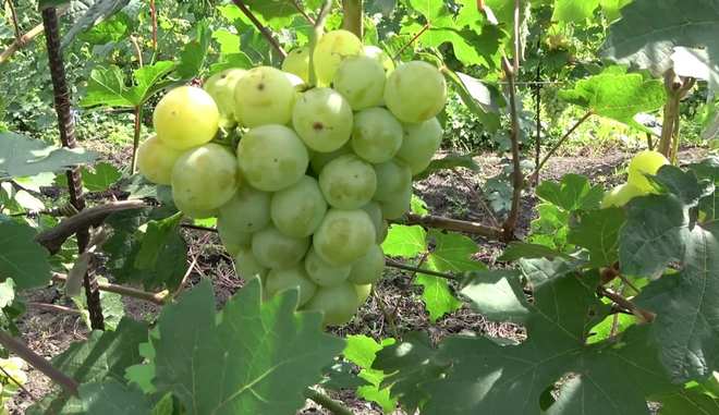 Виноград Индиана: описание, правила выращивания, фото, видио