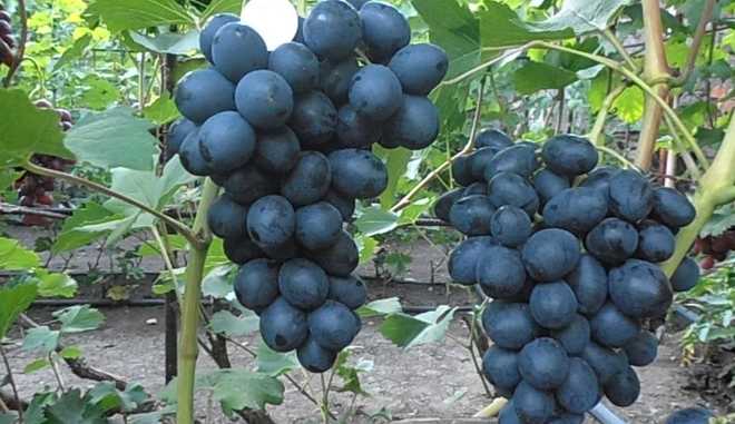 Виноград Ласточка: описание и правила выращивания сорта