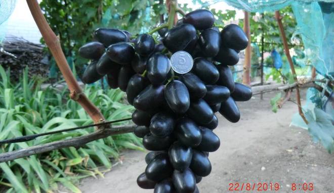 Виноград Черный кристалл