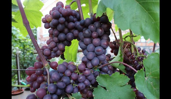 Виноград Подарок Винокурову: описание сорта, выращивание, фото, отзывы