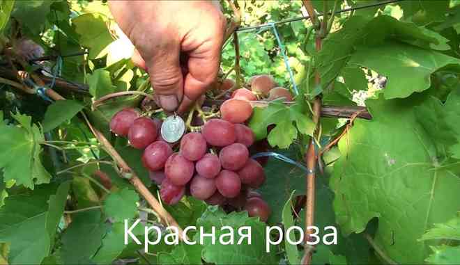 Урожай винограда Роза Красная