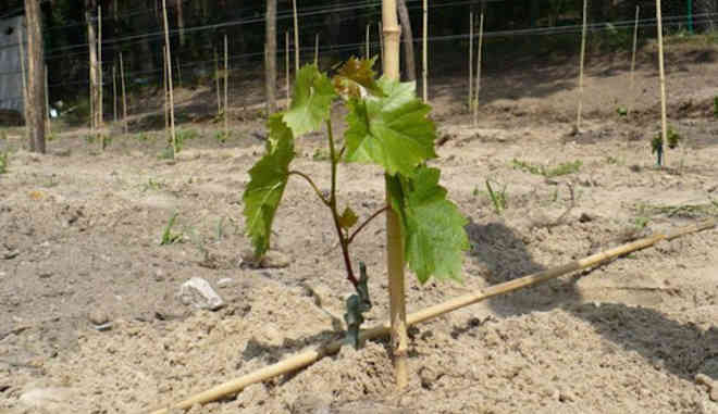 Виноград Жизель: описание сорта, выращивание, фото, видео, отзывы