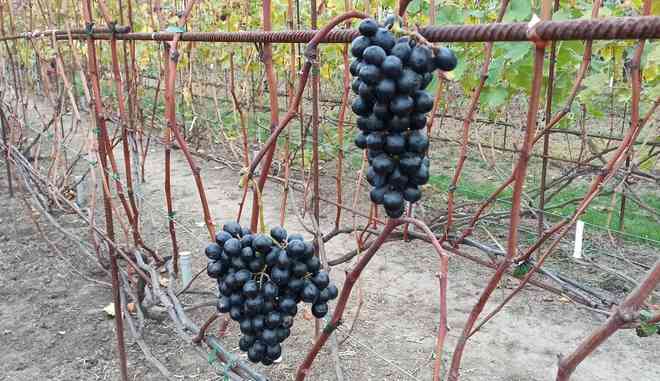 Урожай винограда Блэк бит