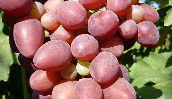 Раннеспелый виноград