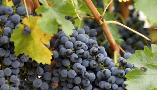 Виноград сорт Черный изумруд