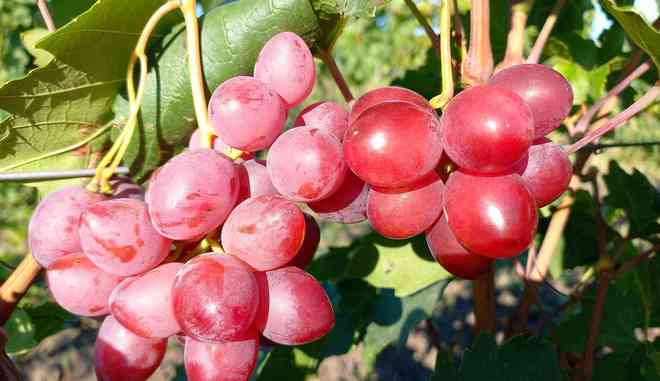 Виноград Гамлет: описание и правила выращивания сорта