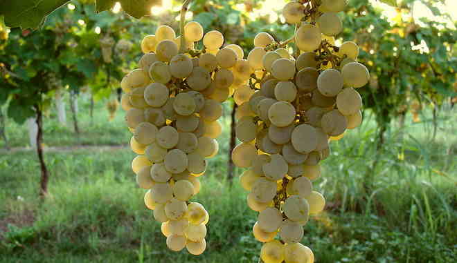 Виноград Глера: описание сорта, выращивание, фото и видео