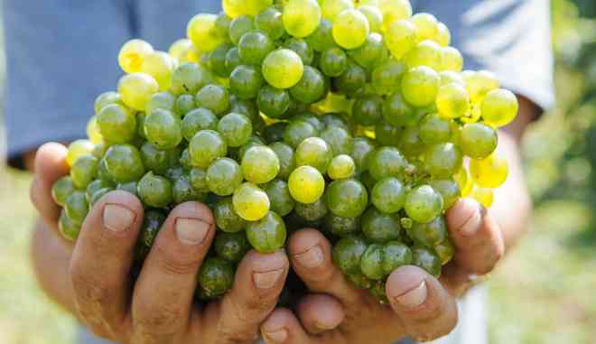 Виноград Солярис: описание сорта, выращивание, фото, видео, отзывы