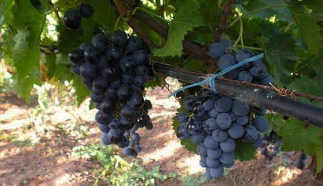 Урожай винограда Мускат Донской