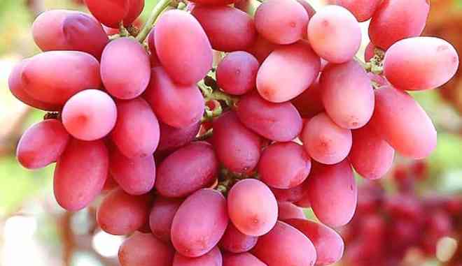 Хранение сорта винограда