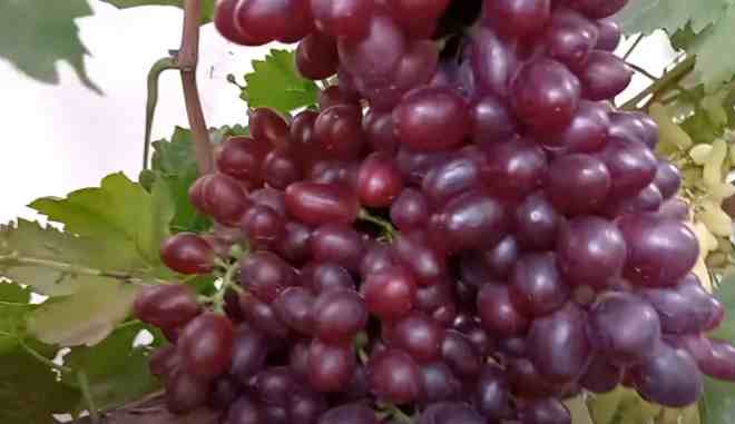 Урожай винограда Щелкунчик