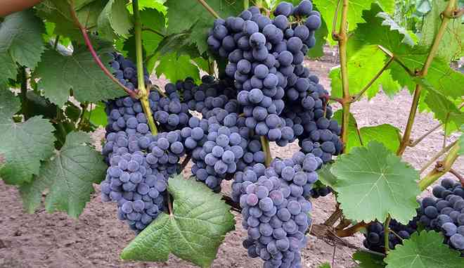 Виноград сорт Мускат Донской: описание сорта, выращивание, фото, отзывы  садоводов