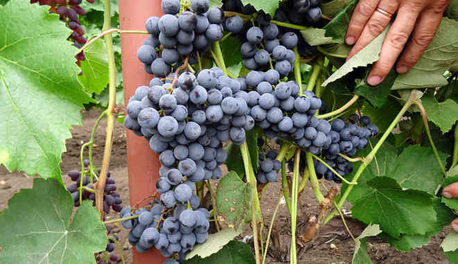 Сорт винограда Симоне
