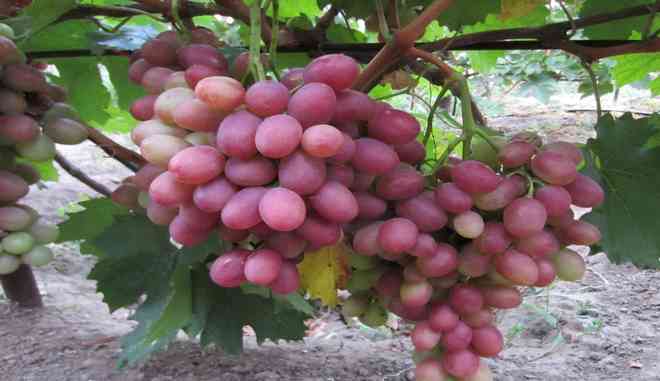 Сбор урожая винограда
