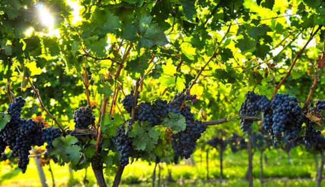 Сбор и хранение винограда