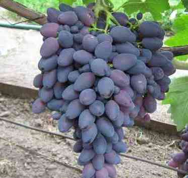 Атос виноград