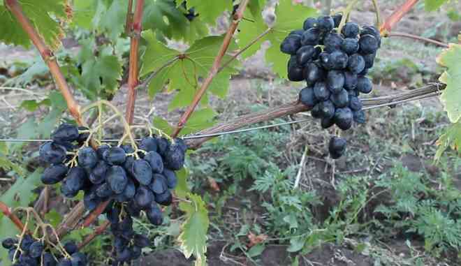 Ультраранний сорт винограда