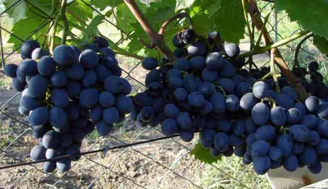 Хранение и сбор винограда