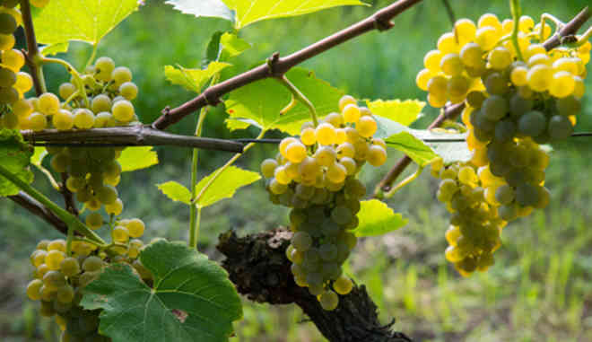 Виноград Солярис: описание сорта, выращивание, фото, видео, отзывы