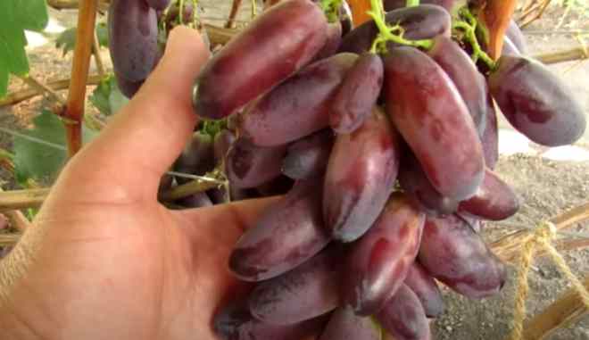 Урожай винограда Журавленок