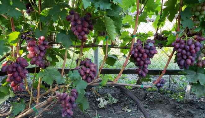 Хранение винограда
