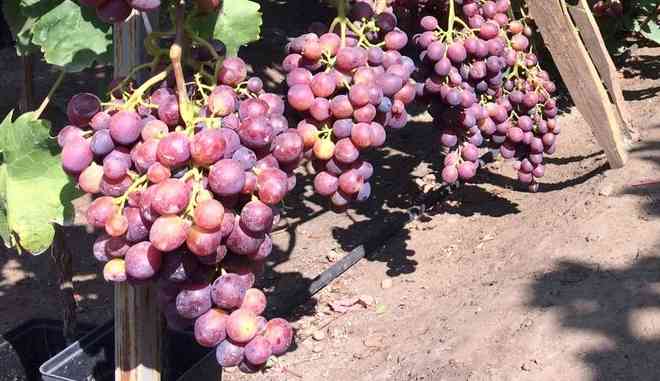 Виноград Блэк Балади: описание сорта, выращивание, фото, видео