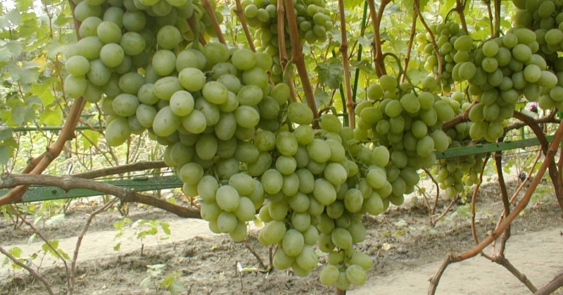 Вернисаж виноград украинской селекций