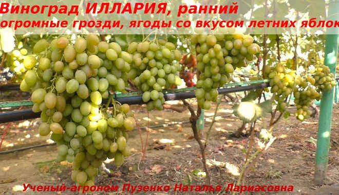 Виноград селекционера Загорулько В. В. Иллария