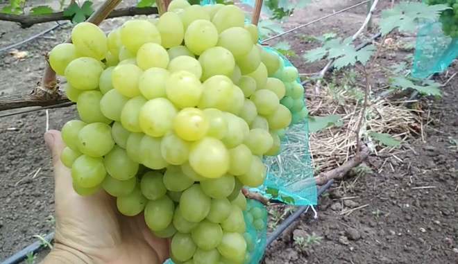 Гибридный виноград Смарагд