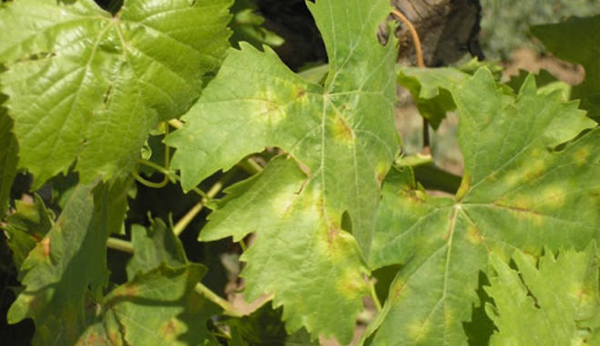 Вредоносные болезни винограда