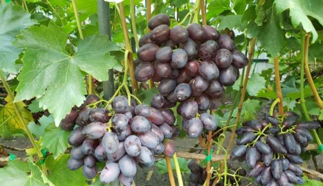 Уборка урожая винограда Кумир