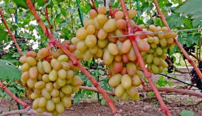 Селекционный виноград Днепровская Ривьера