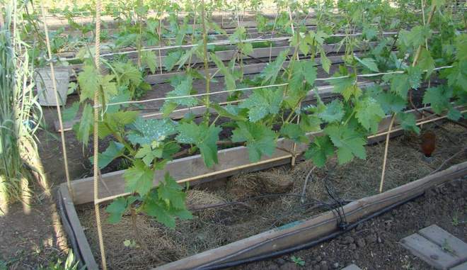 Высадка в почву саженцев винограда