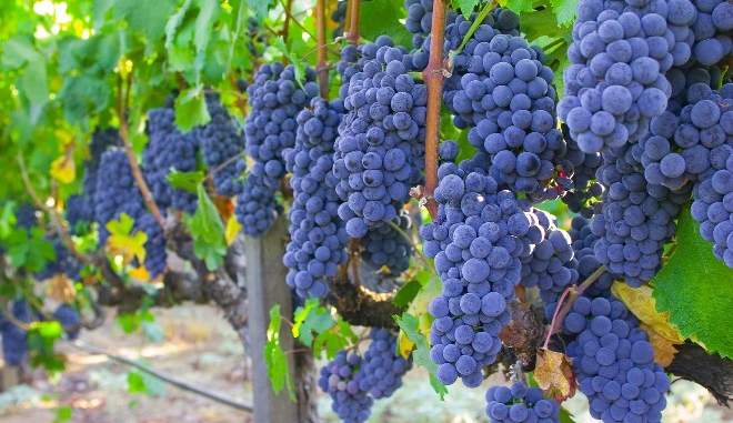 Качественный виноград Изабелла 