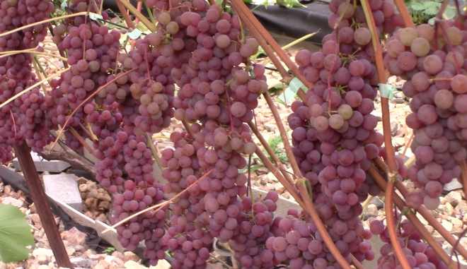 Хранение винограда Сомерсет Сидлис