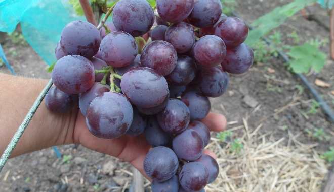 Правила уборки винограда Армани