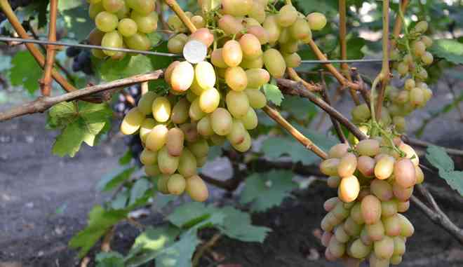 Урожайность винограда