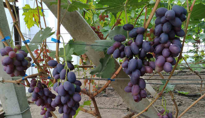 Сбор винограда Черный коготь