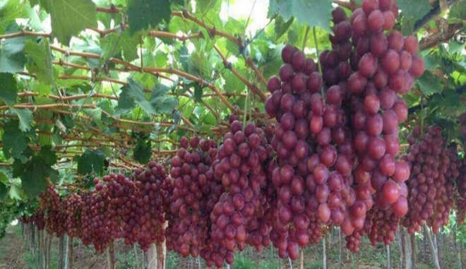 Сборка винограда Розалинда