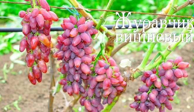 Рыночный сорт винограда Журавчик Вишневый