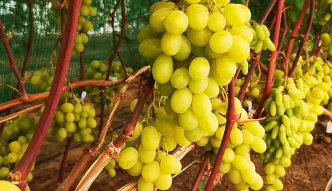 Молодой сорт винограда Миланка