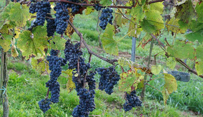 Урожай виноград Триумф