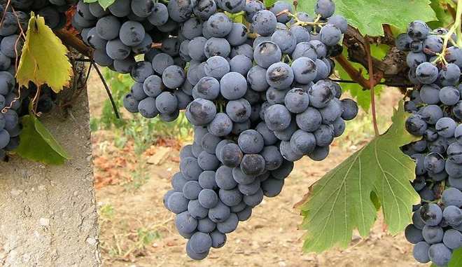 Прекрасный виноград Кефесия